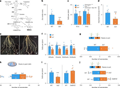 Root-knot nematode Meloidogyne incognita uses secondary-metabolite-mediated soil microbiome shifts to locate host plants | Npt | RMH | Scoop.it