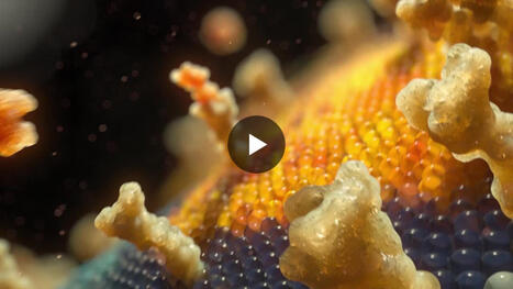 #highereducation | Ray Kruse Iles | Immunology | Scoop.it