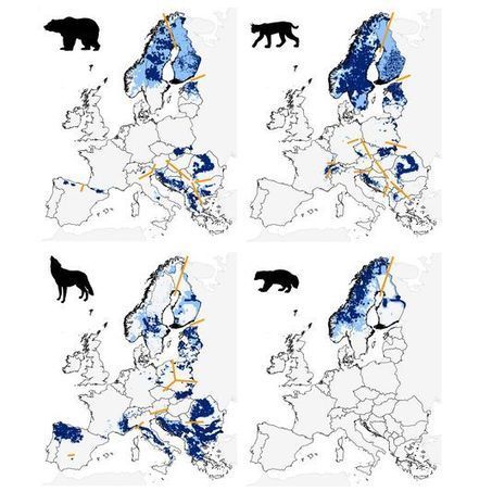 Les grands carnivores d'Europe reprennent du poil de la bête | Pastoralisme Ours Loups Lynx | Scoop.it