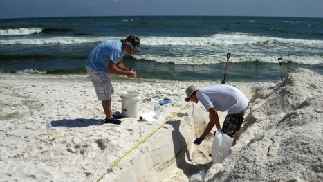 Study details impact of Deepwater Horizon oil spill on beach microbial communities | Coastal Restoration | Scoop.it