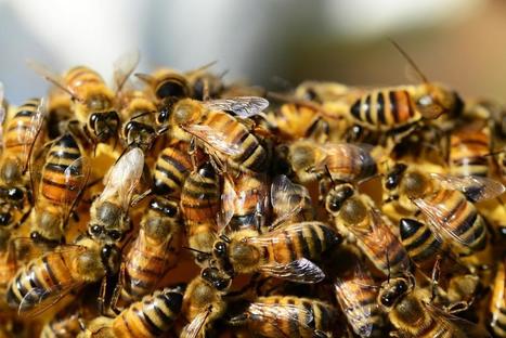 L'apport de connaissance est une une étape essentielle à la meilleure protection de ces insectes en danger que sont les pollinisateurs | Insect Archive | Scoop.it