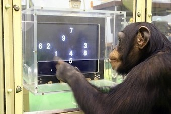 Prédiction: Pourquoi les experts se trompent plus que les chimpanzés | Innovation Sociale et Entrepreneuriat Social | Scoop.it