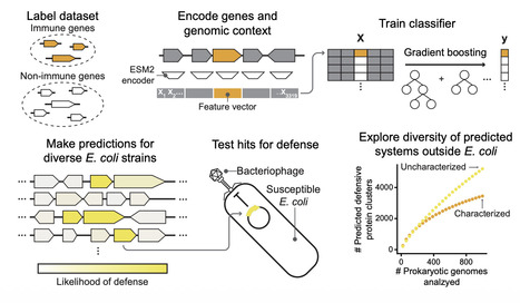 DefensePredictor: A machine learning model to discover prokaryotic immune systems | sci | RMH | Scoop.it