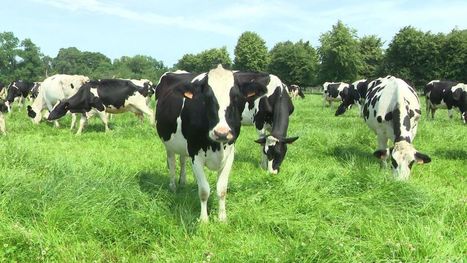 Pour une agriculture productive et durable, un sommet européen à Lisieux | Actualités de l'élevage | Scoop.it