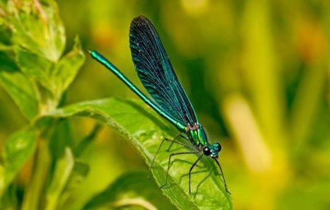 todellisuus Kings porno rahaa puhuu