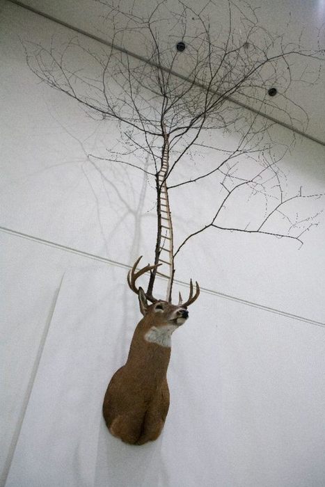 Myeongbeom Kim: Untitled Deer Taxidermy | Art Installations, Sculpture, Contemporary Art | Scoop.it