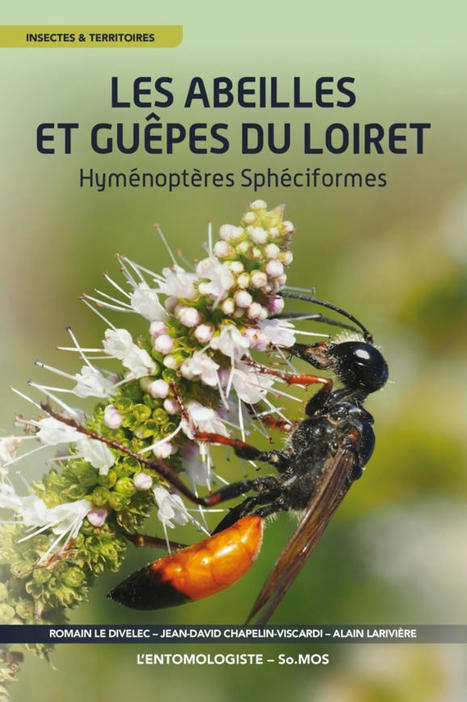 Les Abeilles et Guêpes du Loiret : une synthèse de 17 000 observations et 7 ans de travail | EntomoNews | Scoop.it