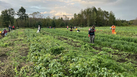 La ferme citoyenne comme tissu social | OHdio | Radio-Canada | Revue de presse La Matanie | Scoop.it