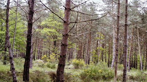 Fontainebleau, la forêt trop visitée ? | Biodiversité | Scoop.it