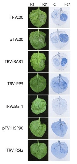Plant J: The small heat shock protein 20 RSI2 interacts with and is required for stability and function of tomato resistance protein I-2 (2010) | Plants and Microbes | Scoop.it