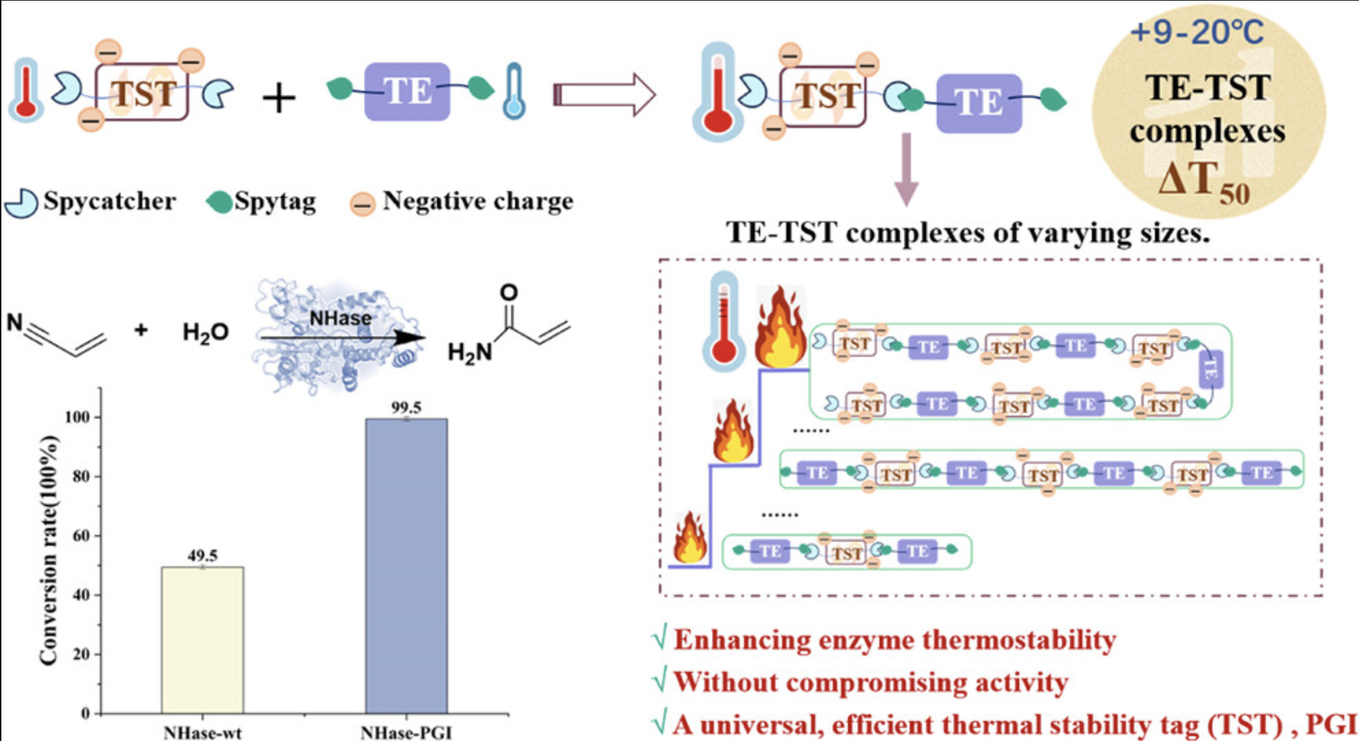 Thermostable Chaperone Tag Fusion In Vitro: Dev...