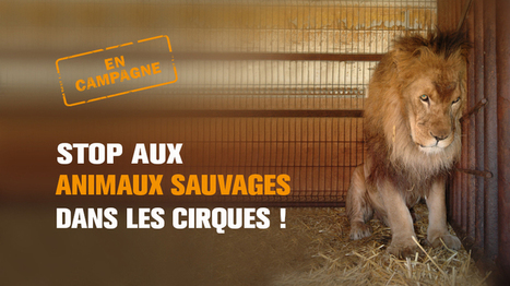 Pétition: Stop aux animaux sauvages dans les cirques! | 16s3d: Bestioles, opinions & pétitions | Scoop.it