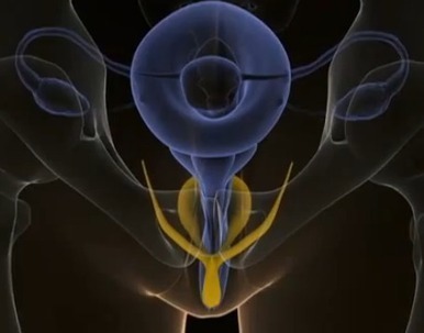 The Internal Clitoris | Sacred Sexuality | Scoop.it