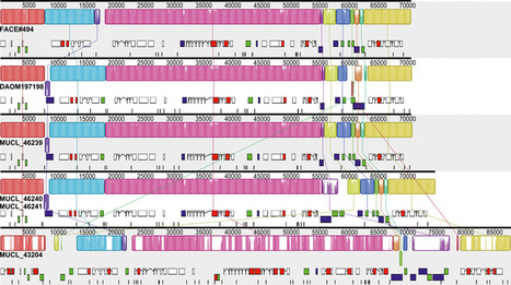 Comparative analysis of mitochondrial genomes of Rhizophagus irregularis – syn. Glomus irregulare – reveals a polymorphism induced by variability generating elements | Plant-Microbe Symbiosis | Scoop.it