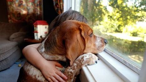 Chien Qui Aboie Et Fait Le Loup Forum Les Plus Beaux Des