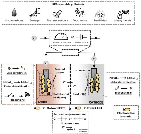 Bioelectrochemical systems for the detection and removal of environmental pollutants | Cin | RMH | Scoop.it