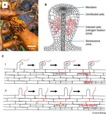 Frankia root nodules | Plant-Microbe Symbiosis | Scoop.it