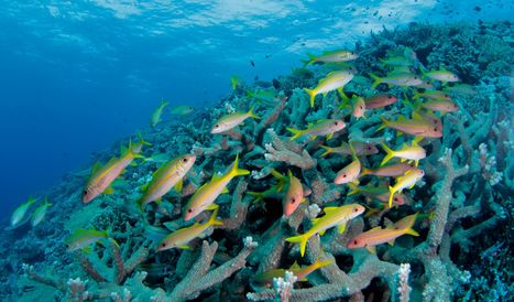 Comment mieux concilier pêche artisanale et protection de la biodiversité sur les récifs coralliens ?  IRD | Biodiversité | Scoop.it