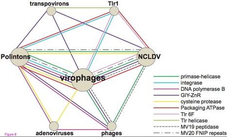 Virophages, polintons, and transpovirons: a complex evolutionary network of diverse selfish genetic elements with different reproduction strategies | Virology News | Scoop.it