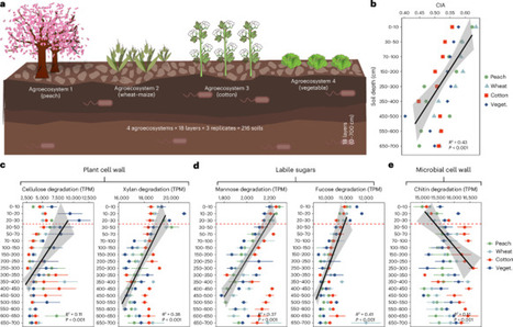 Soil viruses as key regulators of the microbial carbon pump in deep soils | Nee | RMH | Scoop.it