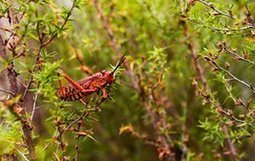 La nature en photos / The week in wildlife – in pictures | Variétés entomologiques | Scoop.it