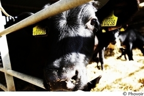 Halal, Casher, l’impact sanitaire de l’abattage - la DGAL parle | La Gazette des abattoirs | Scoop.it