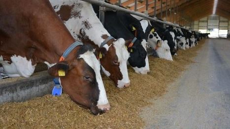 Crise laitière : Des signaux positifs encore trop faibles pour espérer une amélioration fin 2016 | Lait de Normandie... et d'ailleurs | Scoop.it