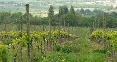 The land of Verdicchio wine | Good Things From Italy - Le Cose Buone d'Italia | Scoop.it