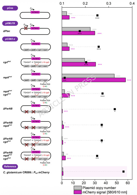 High-copy plasmid engineering enhances recombinant protein and antimicrobial peptide production in Corynebacterium glutamicum | Mcf | RMH | Scoop.it