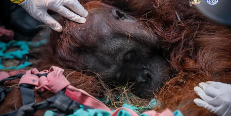 'His Lungs Destroyed by the Smoke of His Burning Forest,' Sampurna the Orangutan Dies in Borneo | by&nbsp;Jon Queally | CommonDreams.org | @The Convergence of ICT, the Environment, Climate Change, EV and HEV Transportation & Distributed Renewable Energy | Scoop.it