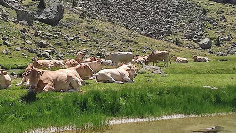 Le poids de la PAC dans les Hautes-Pyrénées : 68 M€ en 2023 | Vallées d'Aure & Louron - Pyrénées | Scoop.it