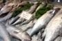 Eating fish is wise, but it’s good to know where your seafood comes from | Longevity science | Scoop.it