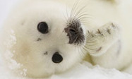 A No-Win for Seals: Canadian seal cull 'unnecessary due to climate change' | CLIMATE CHANGE WILL IMPACT US ALL | Scoop.it