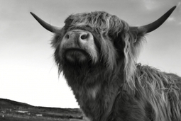 California cow sets off #MadCow worry - Vaccine Nation - Strategy and innovation in vaccines | Virology News | Scoop.it