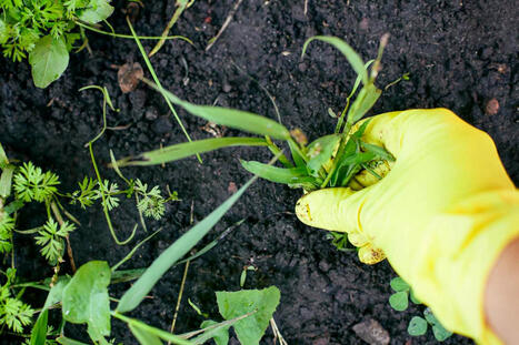 The Best Time To Pull Weeds Works In Every Season | Best Backyard Patio Garden Scoops | Scoop.it
