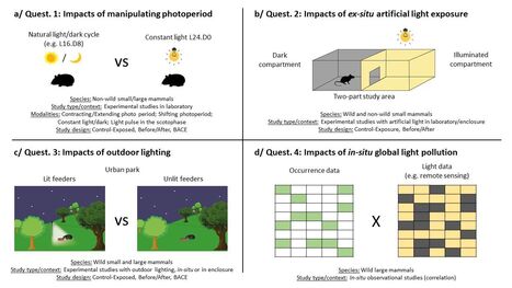 What evidence exists on the impacts of artificial light on terrestrial non-flying mammals native to Europe ? A systematic map and a narrative review  | Biodiversité | Scoop.it