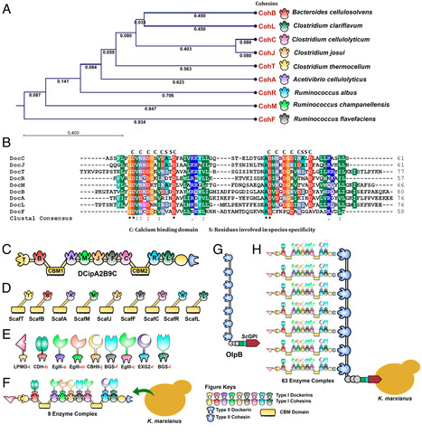 Creating a large designer cellulosome in yeast to boost ethanol production | pnas | RMH | Scoop.it