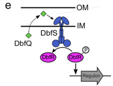 A small periplasmic protein governs broad physiological adaptations in Vibrio cholerae via regulation of the DbfRS two-component system | Ncm | RMH | Scoop.it