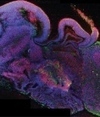 Stem cells mimic human brain | #ALS AWARENESS #LouGehrigsDisease #PARKINSONS | Scoop.it