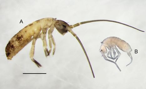 Deux esp&egrave;ces de collemboles de la famille des Tomoceridae ont &eacute;t&eacute; trouv&eacute;s dans le sud du Vietnam | EntomoNews | Scoop.it