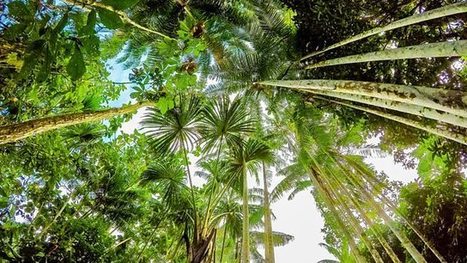 Radio 4 - Crossing Continents, Ayahuasca: Fear and Healing in the Amazon | Ayahuasca News | Scoop.it