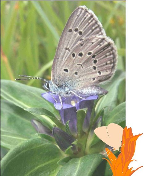 Gentianes, la suite : repérez les œufs de papillon ! | Variétés entomologiques | Scoop.it