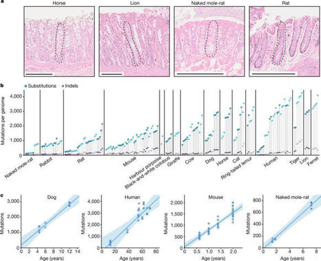 Somatic mutation rates scale with lifespan across mammals | Amazing Science | Scoop.it