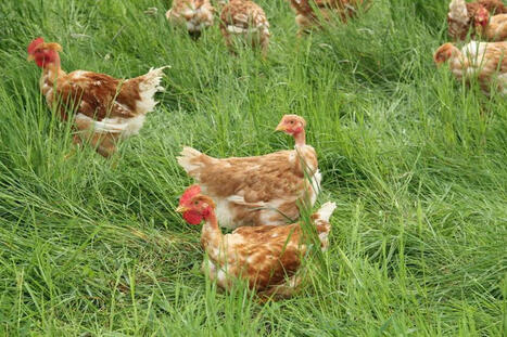 Volailles en plein air : mieux surveiller l’infestation parasitaire pour éviter des problèmes sanitaires | SCIENCES DE L' ANIMAL | Scoop.it