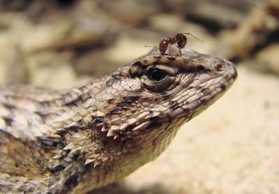 Évolution : Les lézards s'adaptent rapidement à la menace des fourmis de feu | EntomoNews | Scoop.it