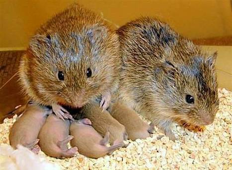When hurt, rodents may console each other:  neural mechanisms underlying empathetic responses | Empathy and Animals | Scoop.it