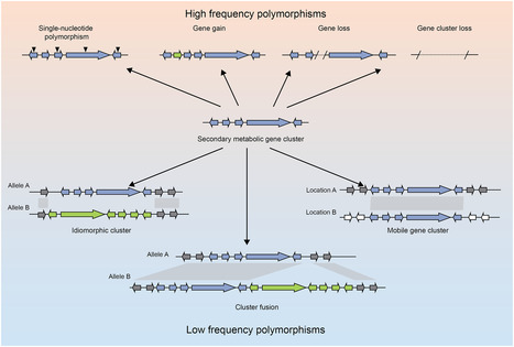Drivers of genetic diversity in secondary metabolic gene clusters within a fungal species | RMH | Scoop.it