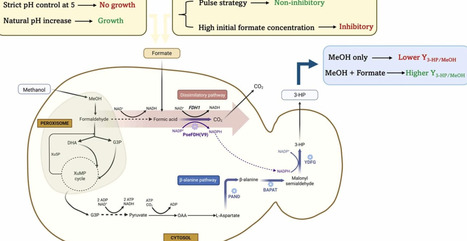 Enhancing 3-hydroxypropionic acid production in Komagataella phaffii via methanol and formate co-feeding | RMH | Scoop.it