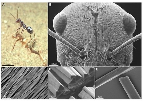 Le pouvoir des fourmis argentées du désert, Cataglyphis bombycina | EntomoScience | Scoop.it