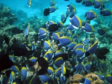 La vie océanique au bord d'une extinction de masse ? | Toxique, soyons vigilant ! | Scoop.it